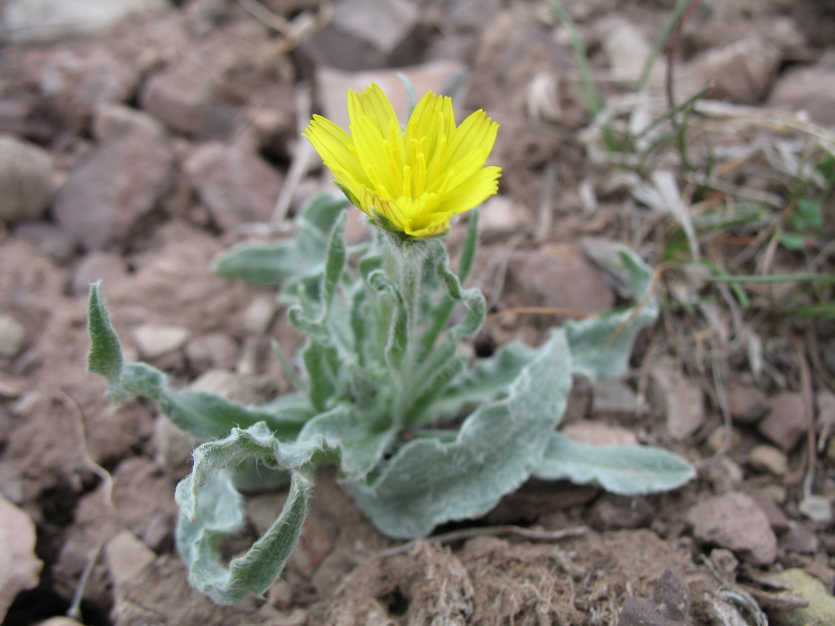 Image of Scorzonera circumflexa specimen.