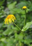 Telekia speciosa. Верхушка цветущего растения. Карачаево-Черкесия, окр. пос. Домбай, долина р. Аманауз. 27.07.2014.