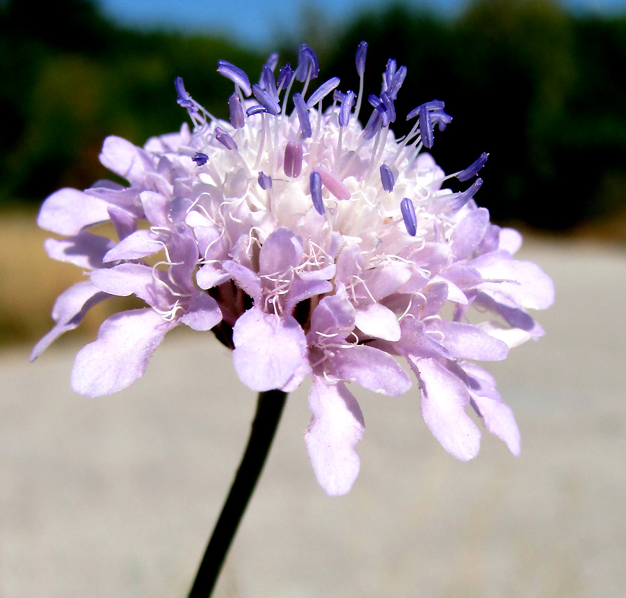 Image of Cephalaria transsylvanica specimen.