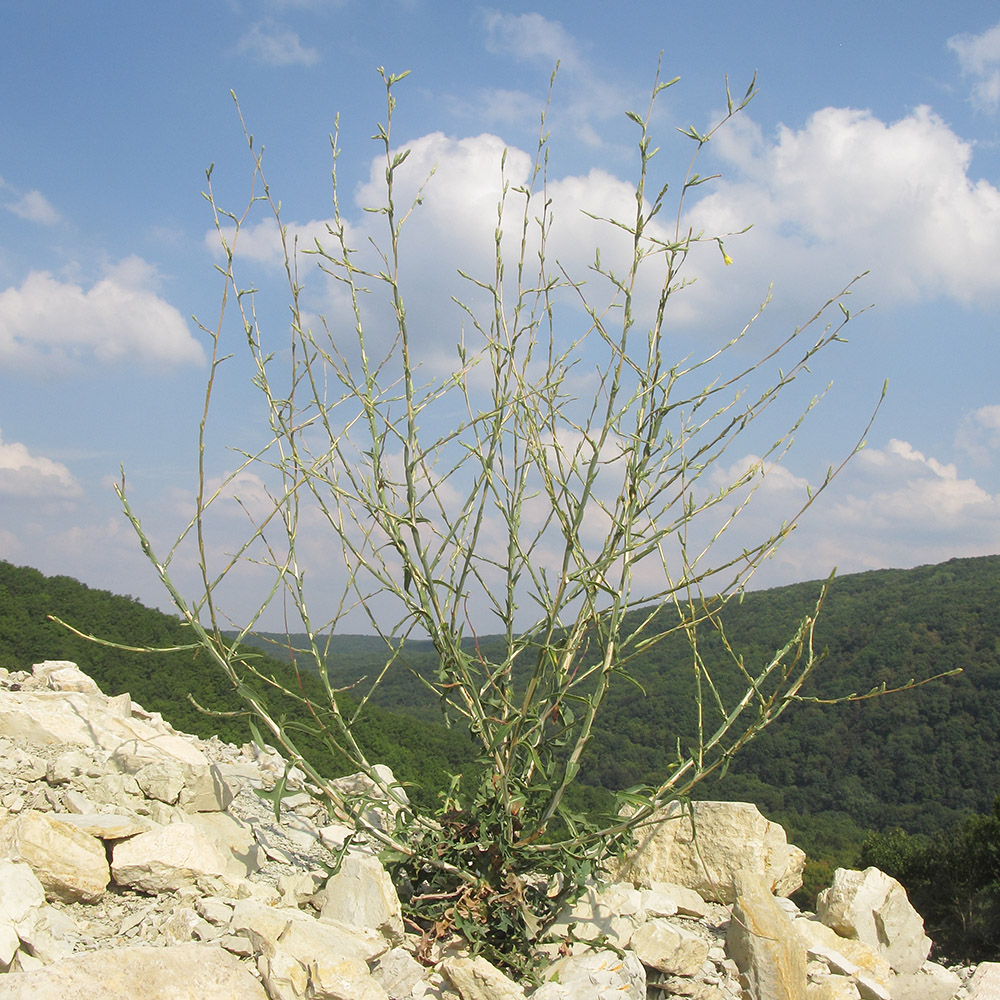 Image of Scariola viminea specimen.