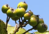 Sorbus mougeotii