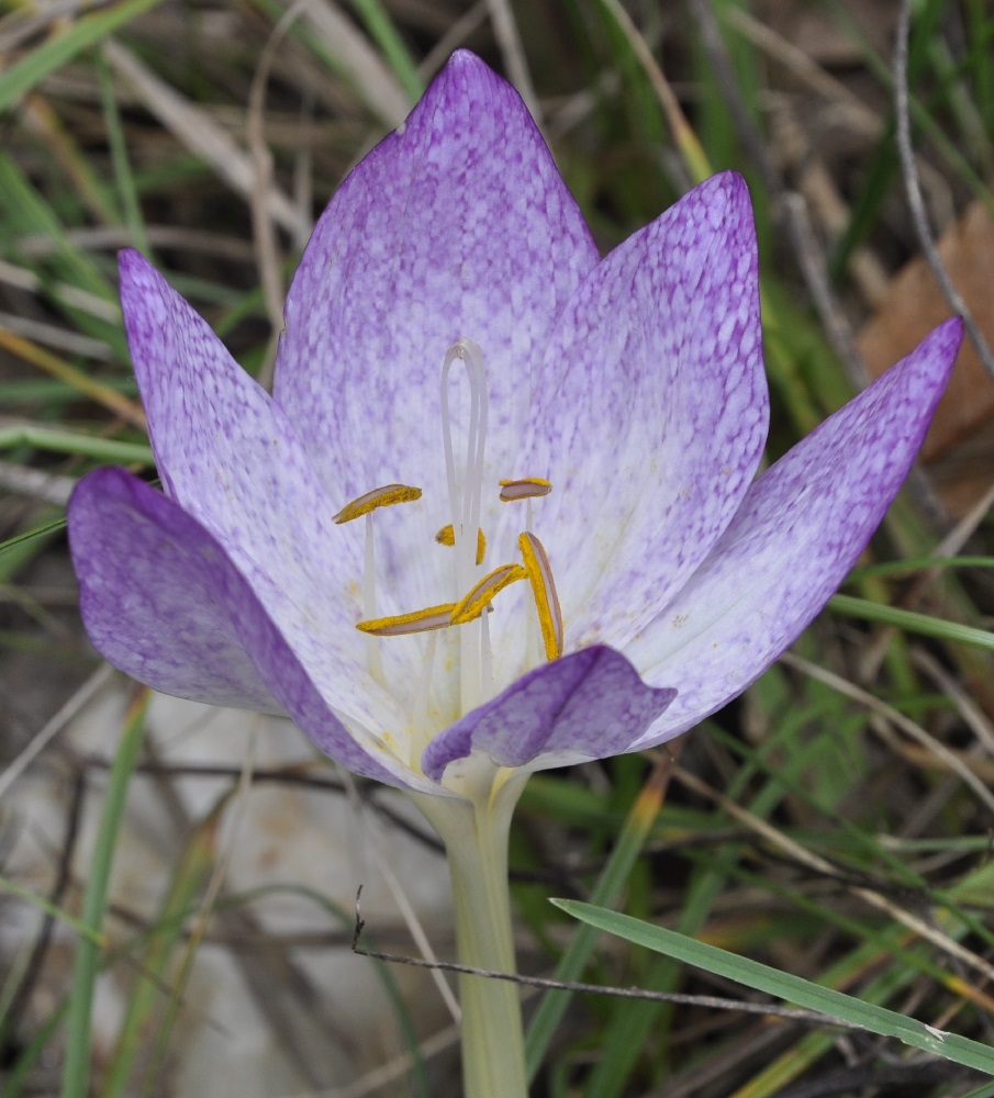 Image of Colchicum bivonae specimen.