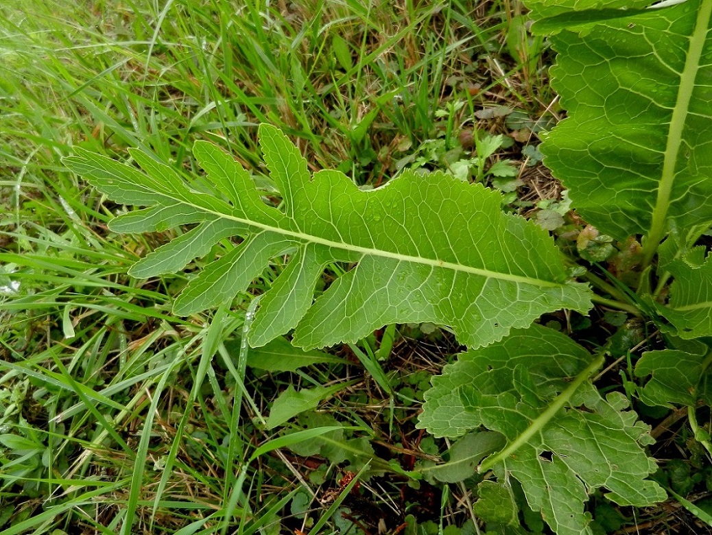 Image of Armoracia rusticana specimen.