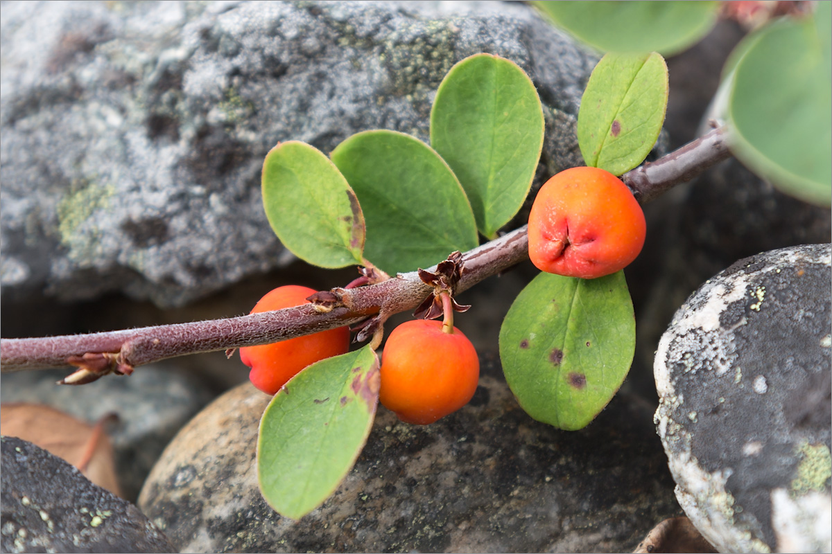 Image of Cotoneaster cinnabarinus specimen.