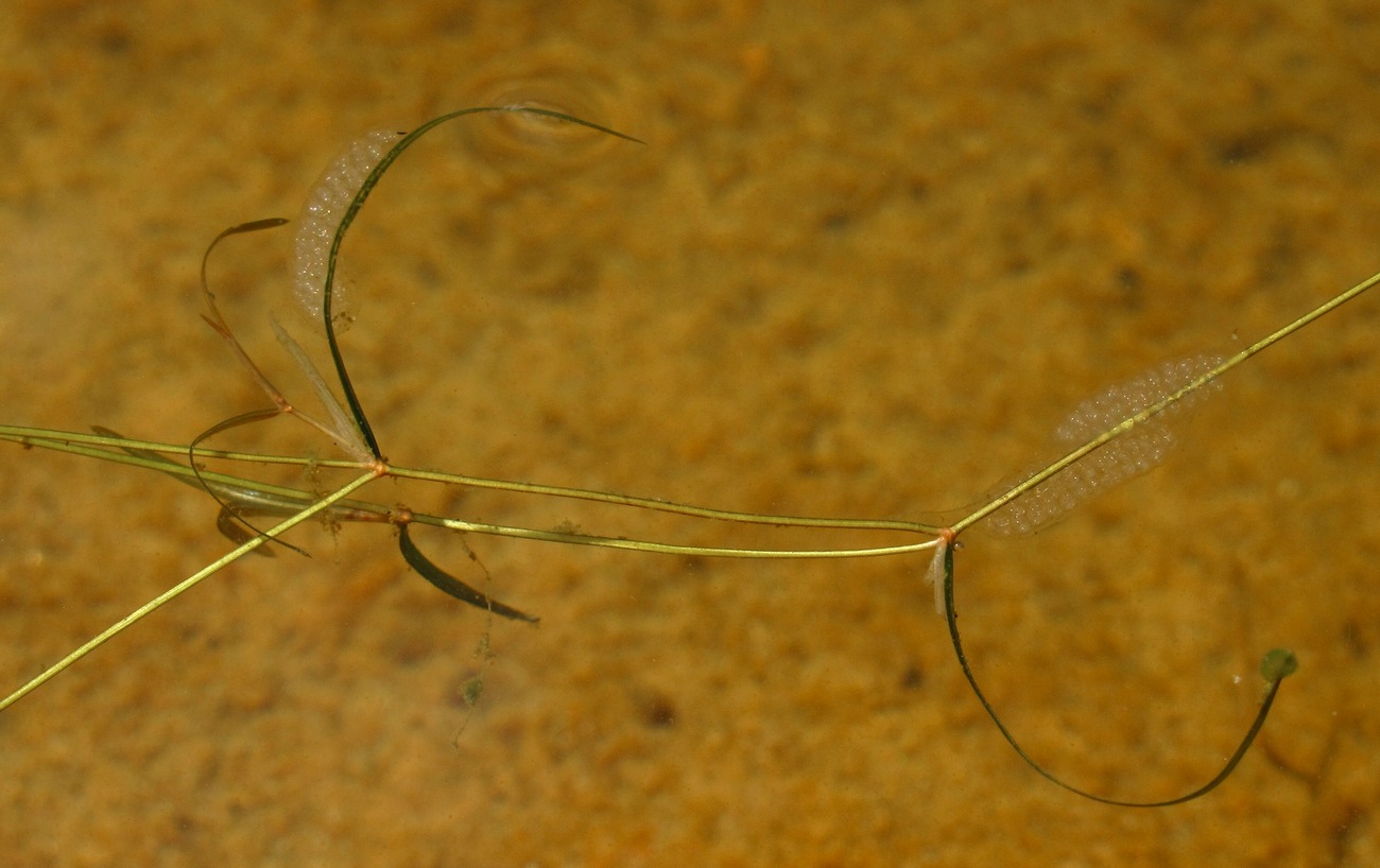 Изображение особи Potamogeton berchtoldii.