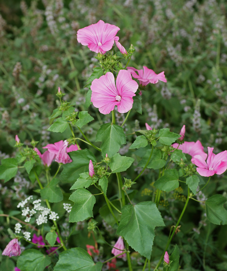 Изображение особи Malva trimestris.