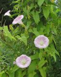 Calystegia spectabilis. Побег с цветками, вьющийся по прямостоячим травянистым растениям. Окр. Томска, свалка бытового мусора. Июль 2005 г.