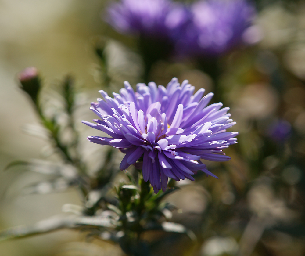 Изображение особи Symphyotrichum &times; versicolor.