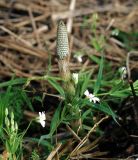 Equisetum sylvaticum. Спороносящее растение. Московская обл., Раменский р-н, окр. ж.-д. платформы Хрипань, просека под ЛЭП. 13.05.2014.