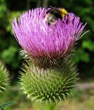 Cirsium serrulatum. Соцветие. Республика Татарстан, Бавлинский р-н. 30.07.2009.