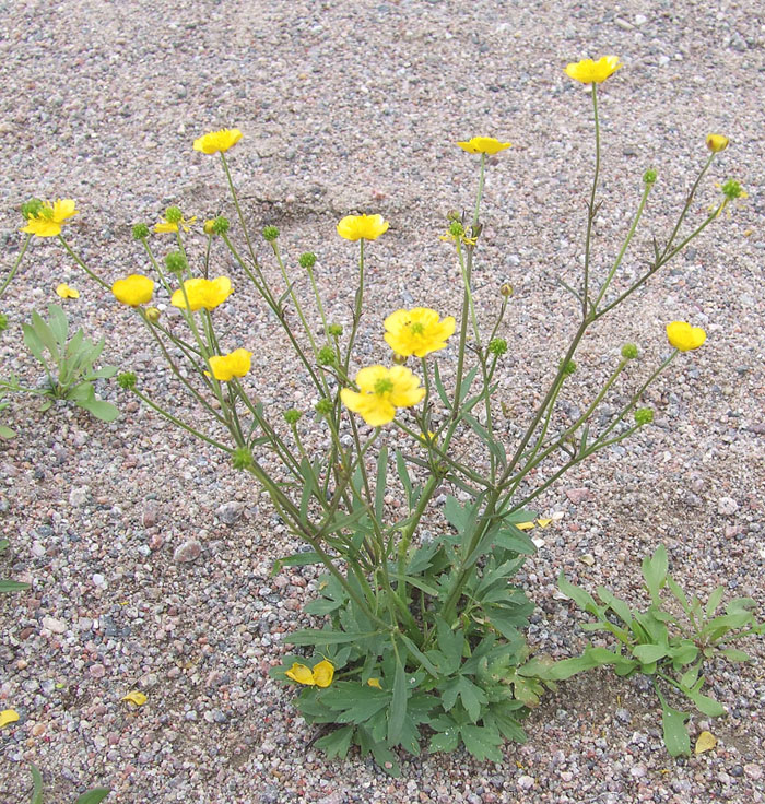 Изображение особи Ranunculus propinquus.