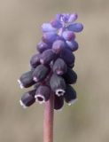 Muscari neglectum