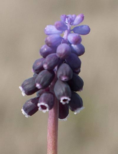 Изображение особи Muscari neglectum.