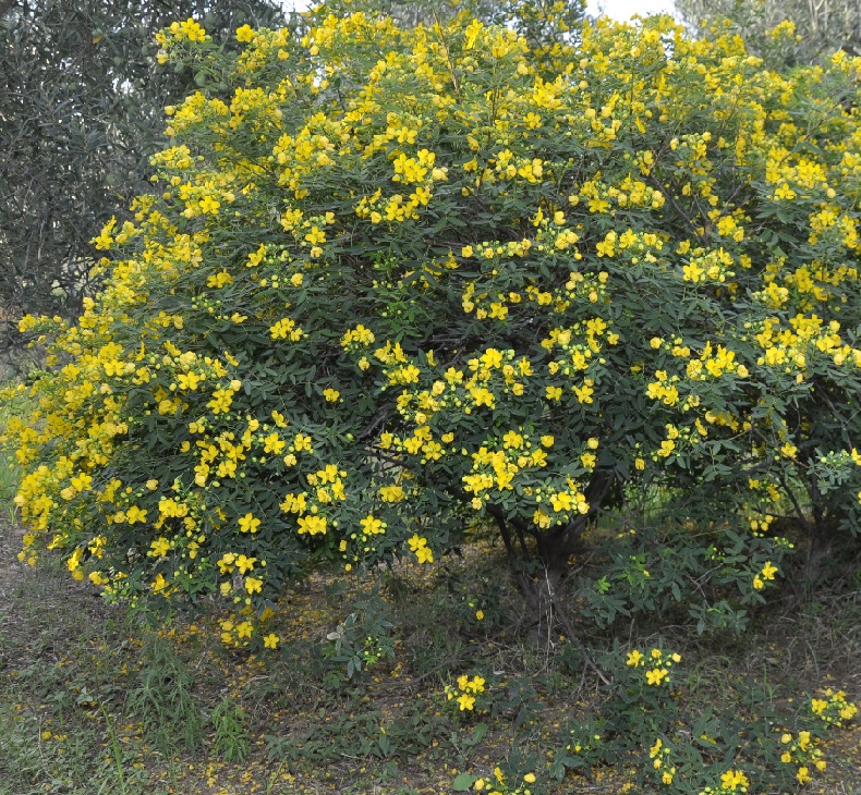 Image of Senna corymbosa specimen.