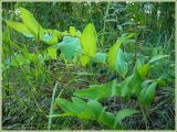 Polygonatum odoratum. Плодоносящее растение. Чувашия, окр. г. Шумерля, полянка возле ГНС. 3 сентября 2009 г.