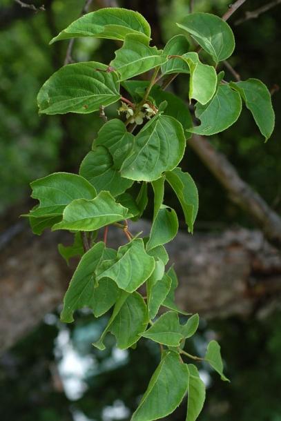 Изображение особи Actinidia arguta.