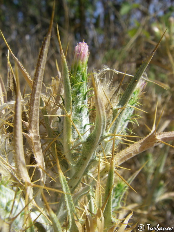 Image of Picnomon acarna specimen.
