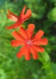 Lychnis chalcedonica