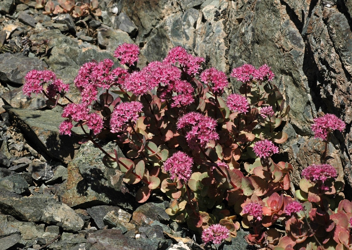 Image of Hylotelephium ewersii specimen.