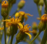 Senecio schwetzowii