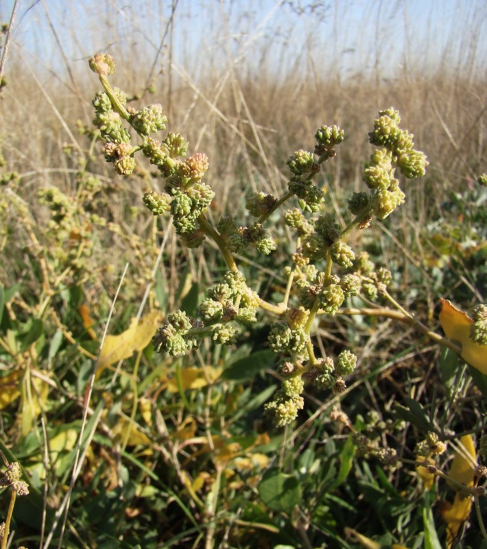 Изображение особи Halimione verrucifera.