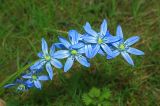 Scilla siberica. Соцветие. Московская обл., Раменский р-н, окр. дер. Хрипань, дачный участок. 09.05.2009.