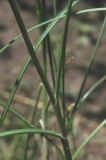 Image of taxon representative. Author is Владимир Эпиктетов