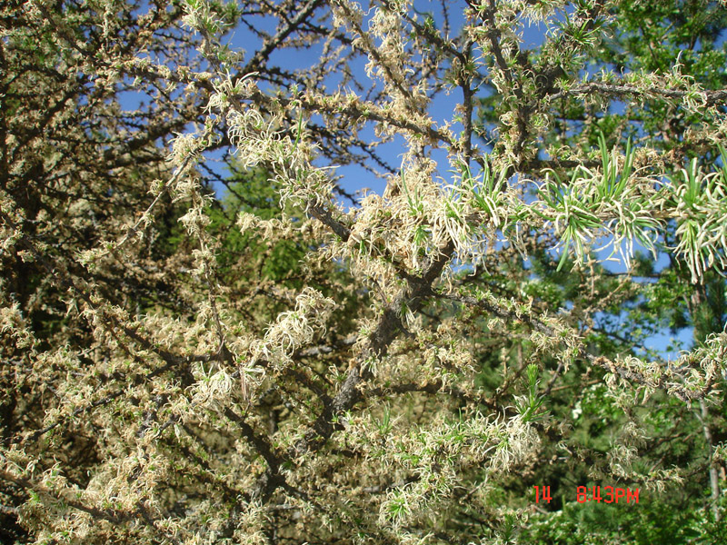 Image of genus Larix specimen.