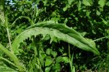 Crepis tectorum