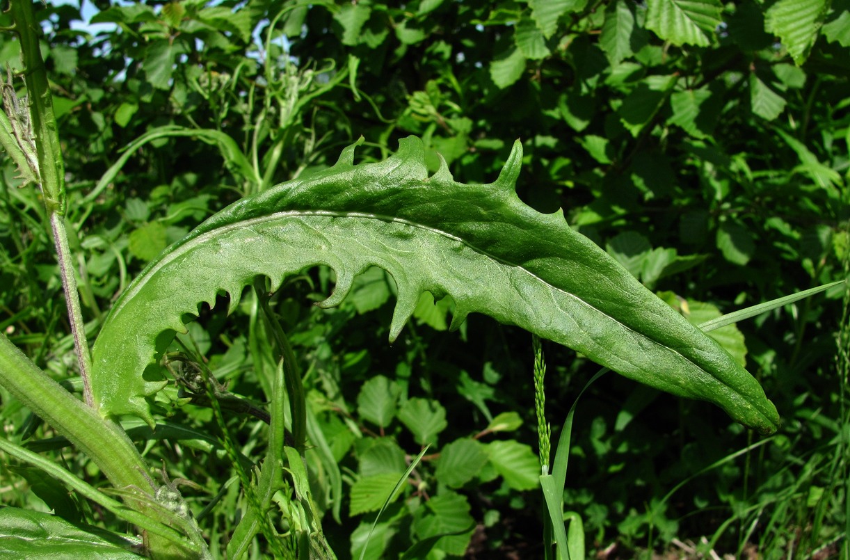 Image of Crepis tectorum specimen.