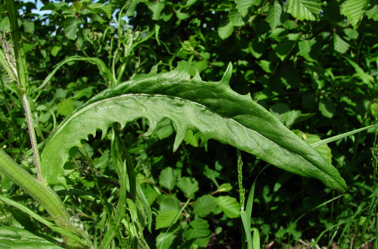 Изображение особи Crepis tectorum.