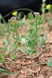 Aethionema carneum