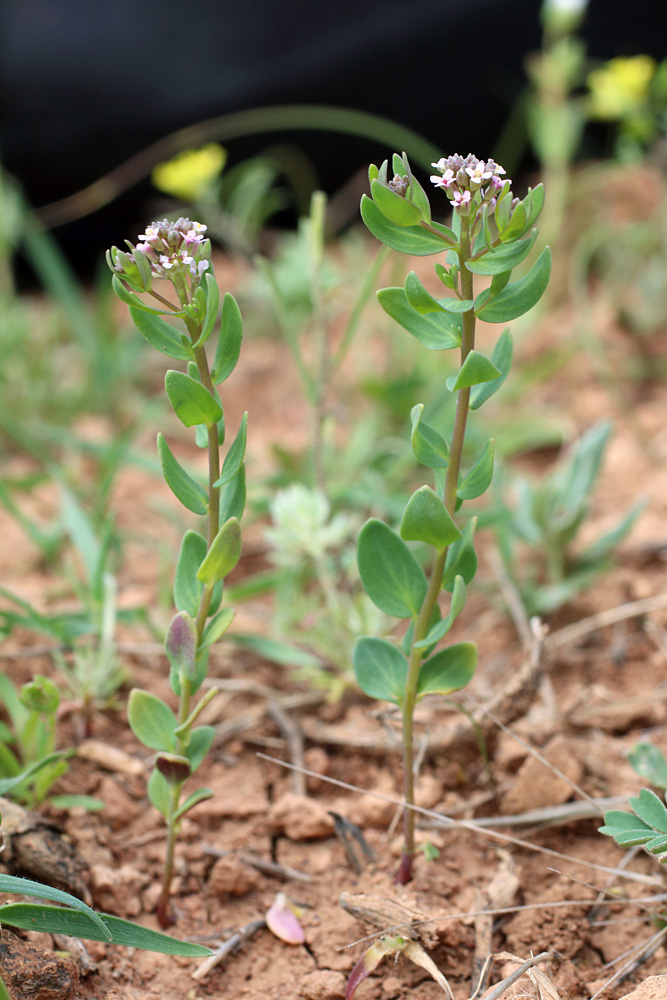 Изображение особи Aethionema carneum.