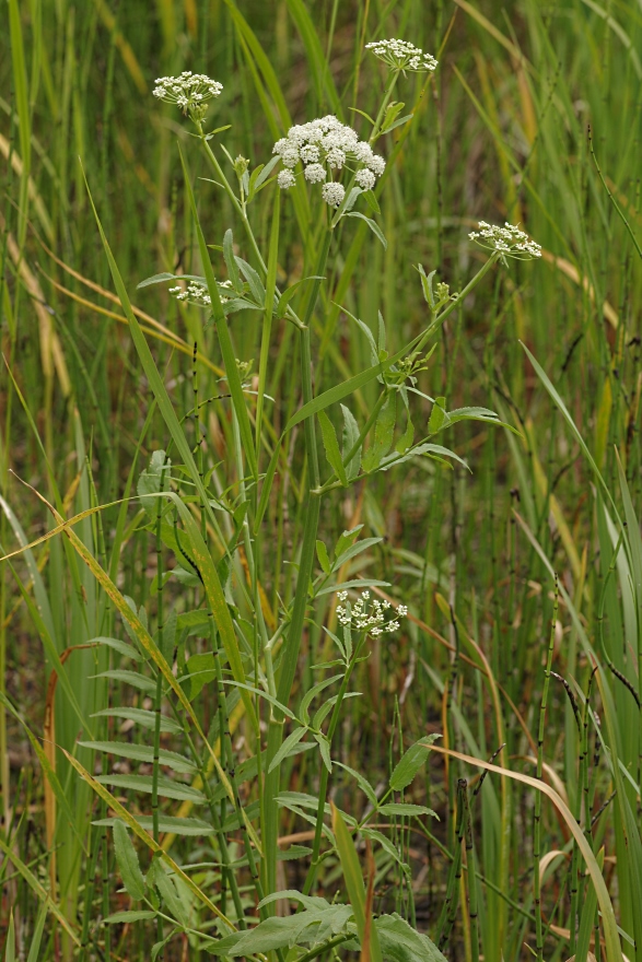 Image of Sium latifolium specimen.