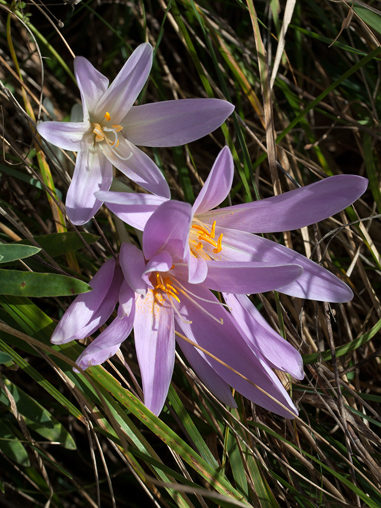 Image of Colchicum autumnale specimen.