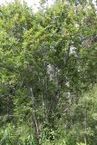 Salix pyrolifolia. Дерево на опушке в пойме. Архангельская обл., юг Пинежского р-на, долина р. Юрас. Начало августа.
