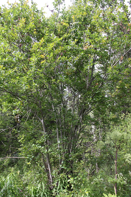 Image of Salix pyrolifolia specimen.