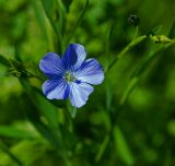 Linum usitatissimum. Цветок. Московская обл., Раменский р-н, окр. дер. Хрипань, садовый участок. 03.07.2015.