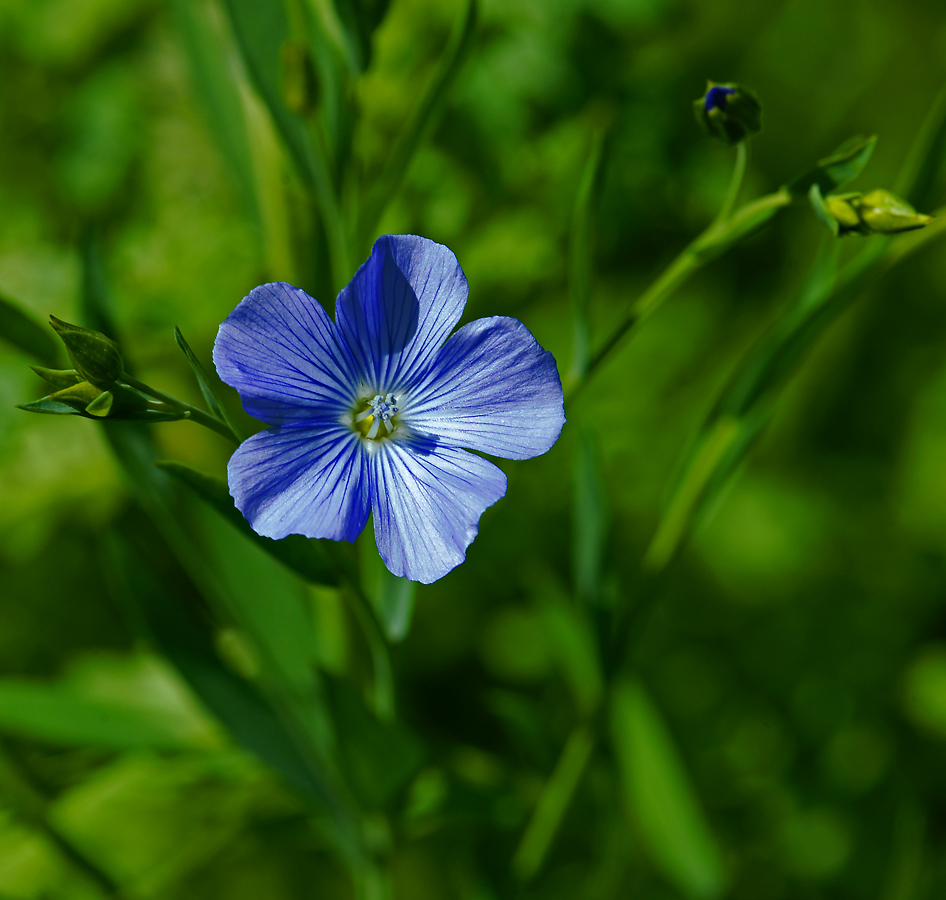 Изображение особи Linum usitatissimum.