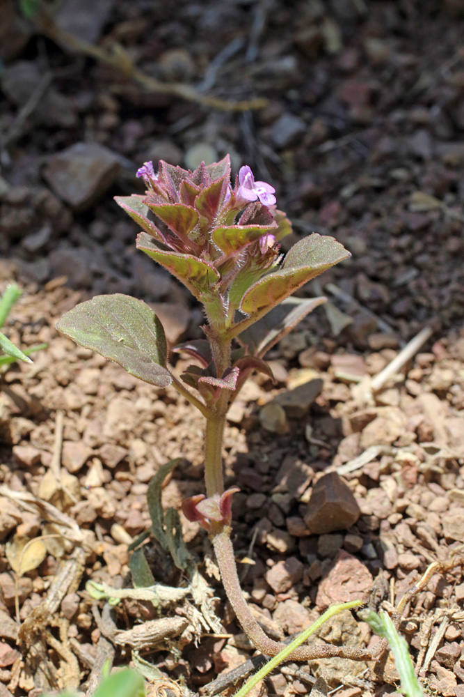 Изображение особи Ziziphora rotundifolia.
