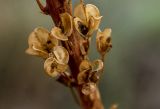 Drimia numidica