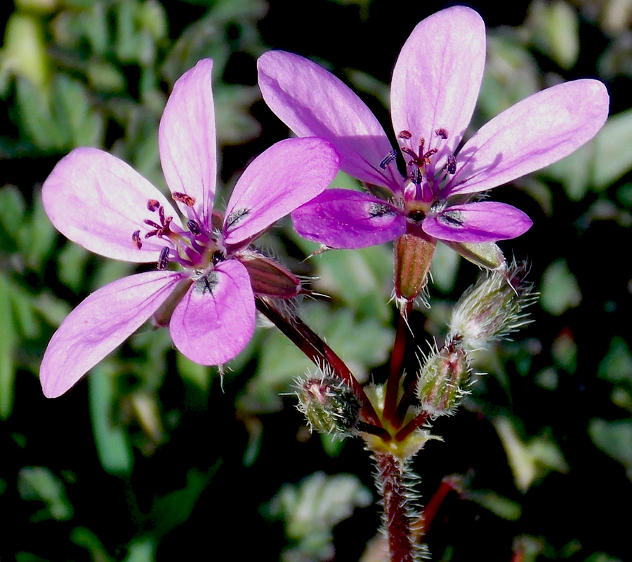 Изображение особи Erodium cicutarium.