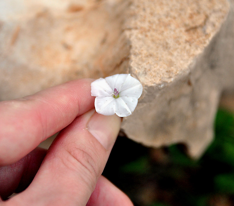 Изображение особи Convolvulus filipes.