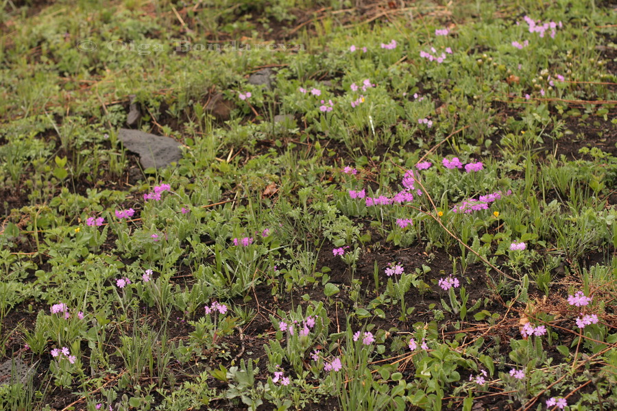 Image of Primula patens specimen.