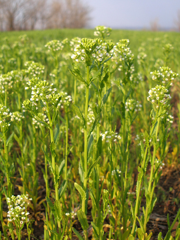 Image of Thlaspi arvense specimen.