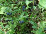 Vaccinium myrtillus. Плодоносящее растение. Иркутская обл., Иркутский р-н, окр. пос. Большая Речка, лес. 28.07.2014.