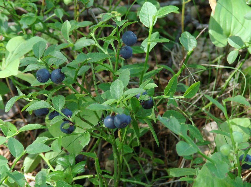 Изображение особи Vaccinium myrtillus.