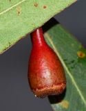 Eucalyptus leucoxylon