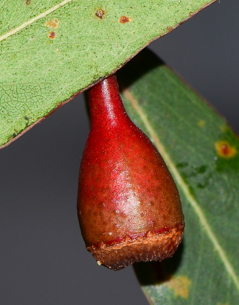 Image of Eucalyptus leucoxylon specimen.