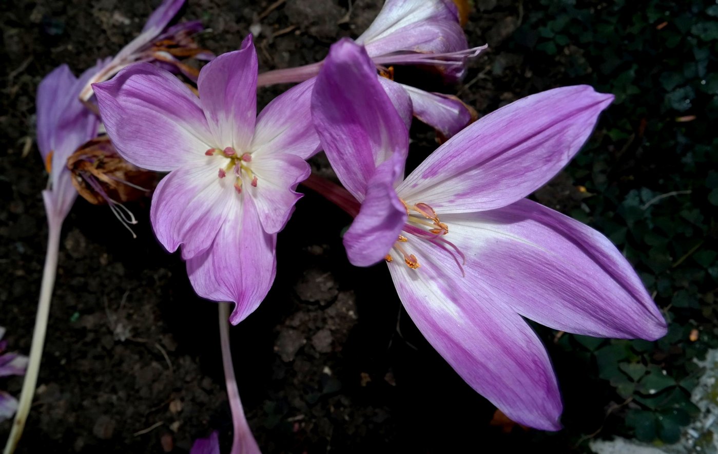 Изображение особи Colchicum speciosum.